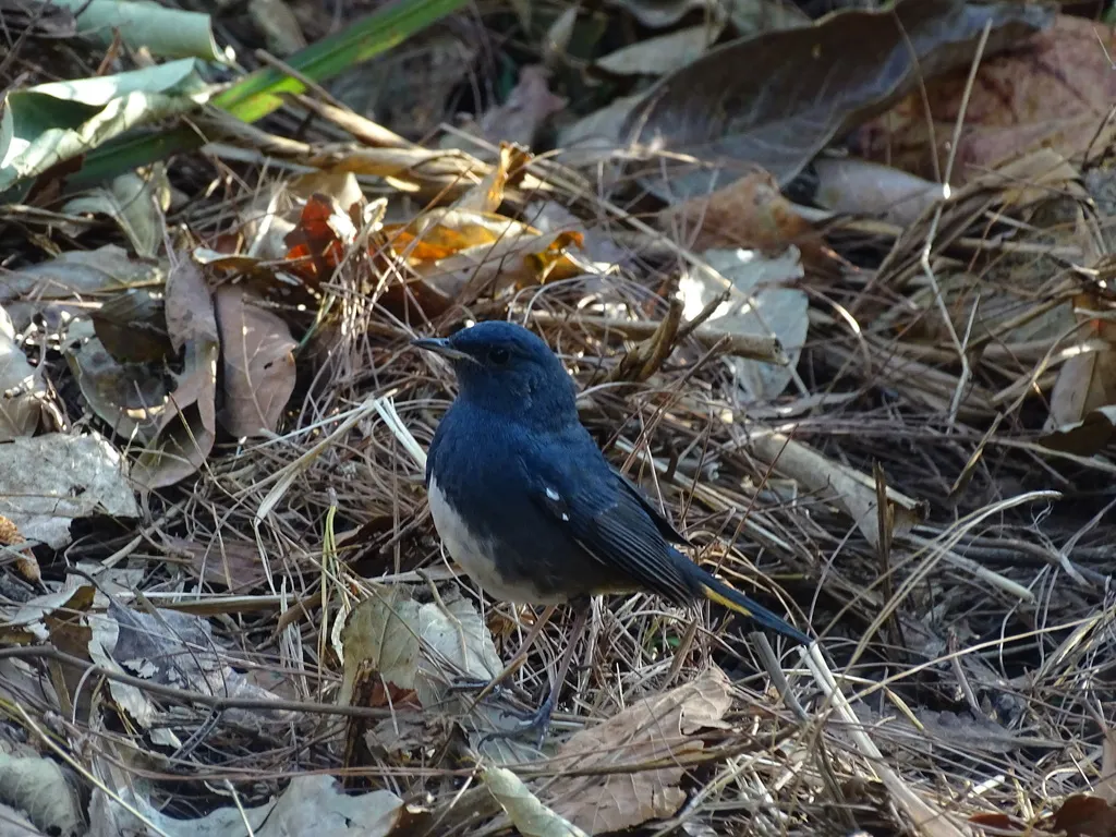 白腹短翅鸲(Luscinia phaenicuroides)