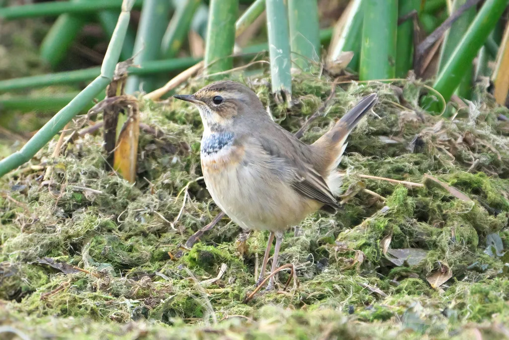 蓝喉歌鸲(Luscinia svecica)