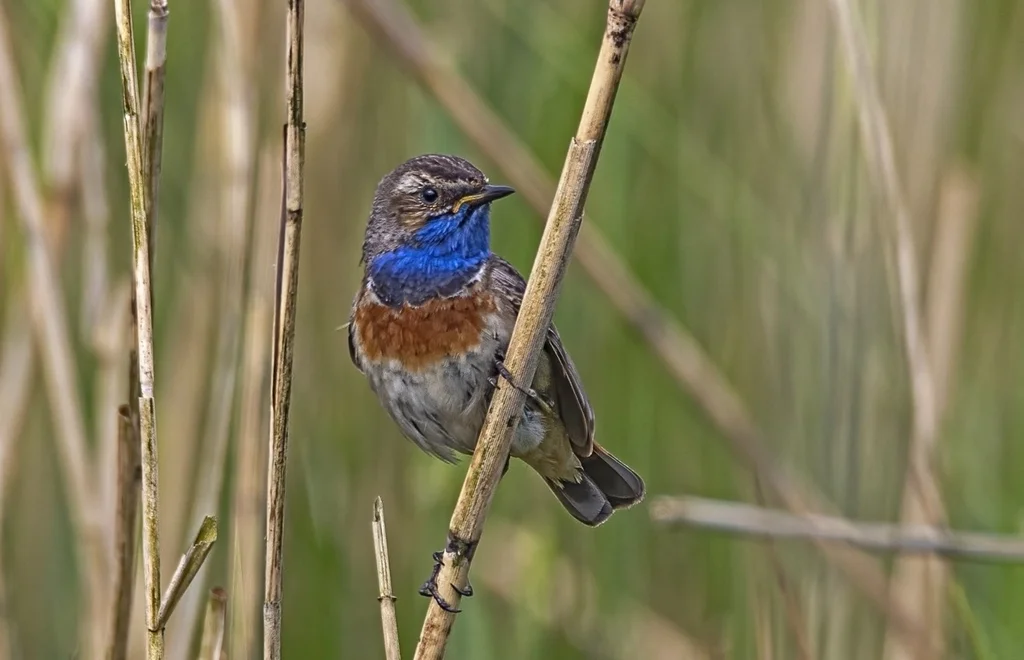 蓝喉歌鸲(Luscinia svecica)
