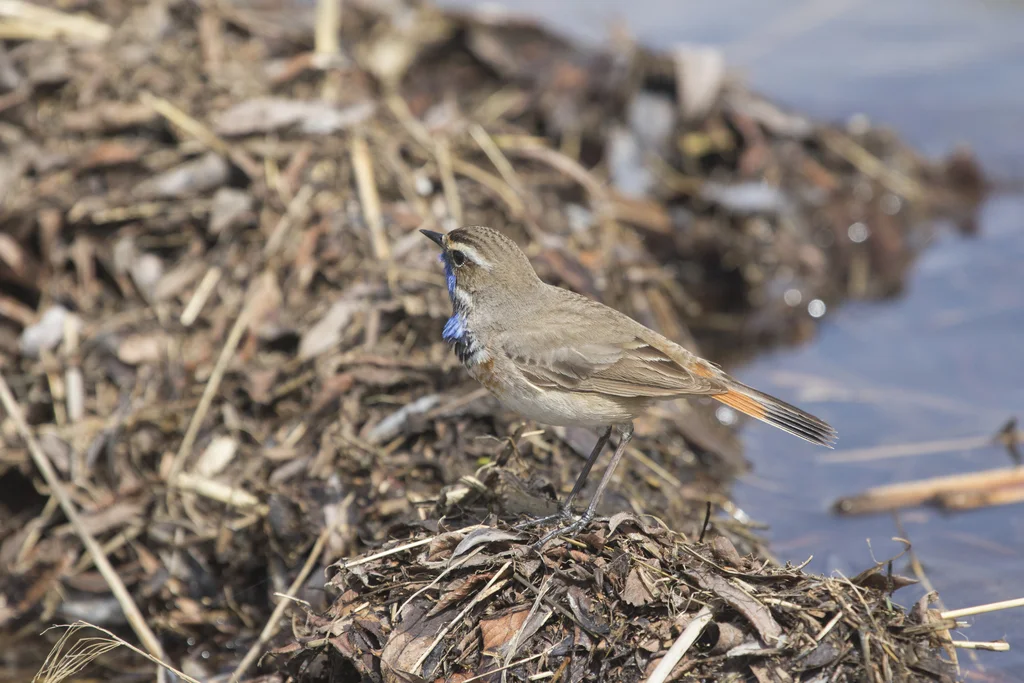 蓝喉歌鸲(Luscinia svecica)