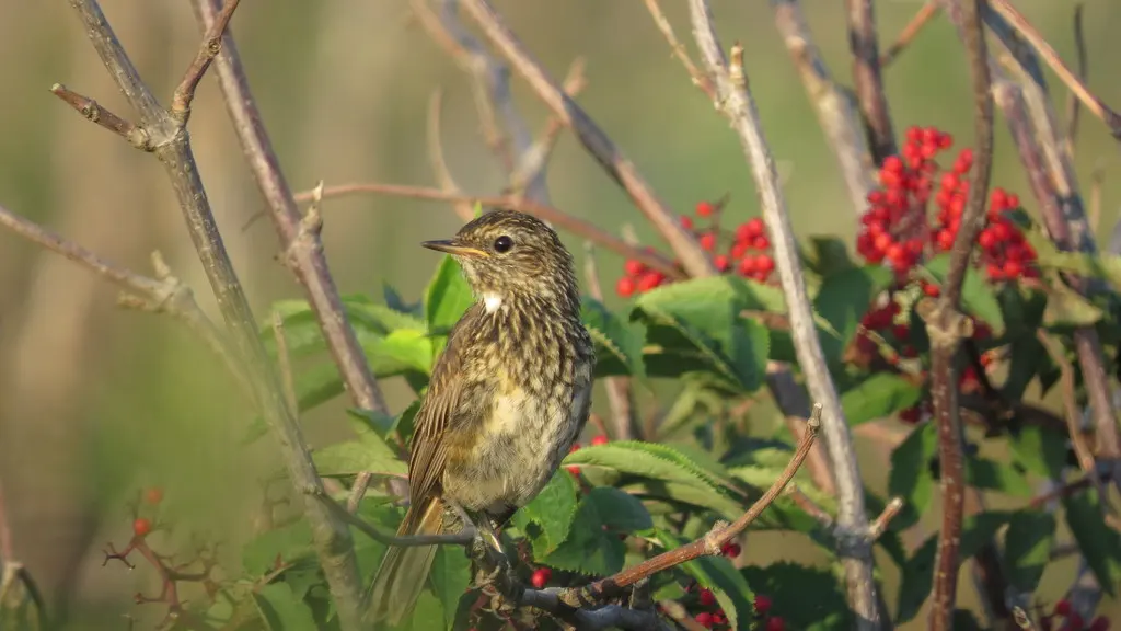 蓝喉歌鸲(Luscinia svecica)