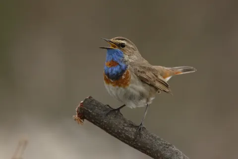 蓝喉歌鸲