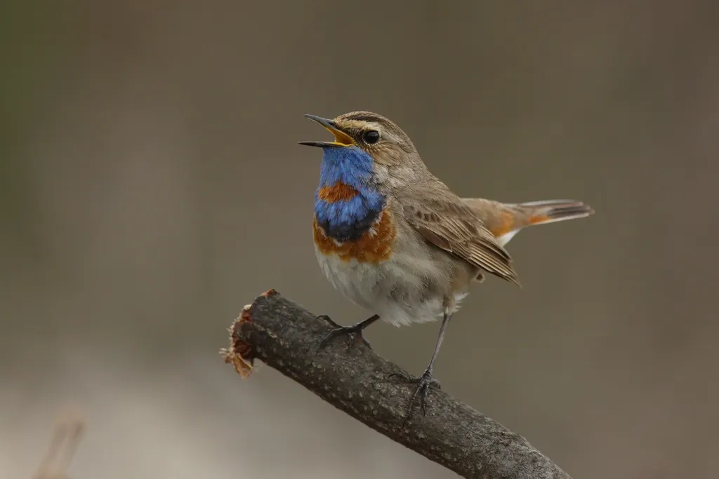 蓝喉歌鸲(Luscinia svecica)