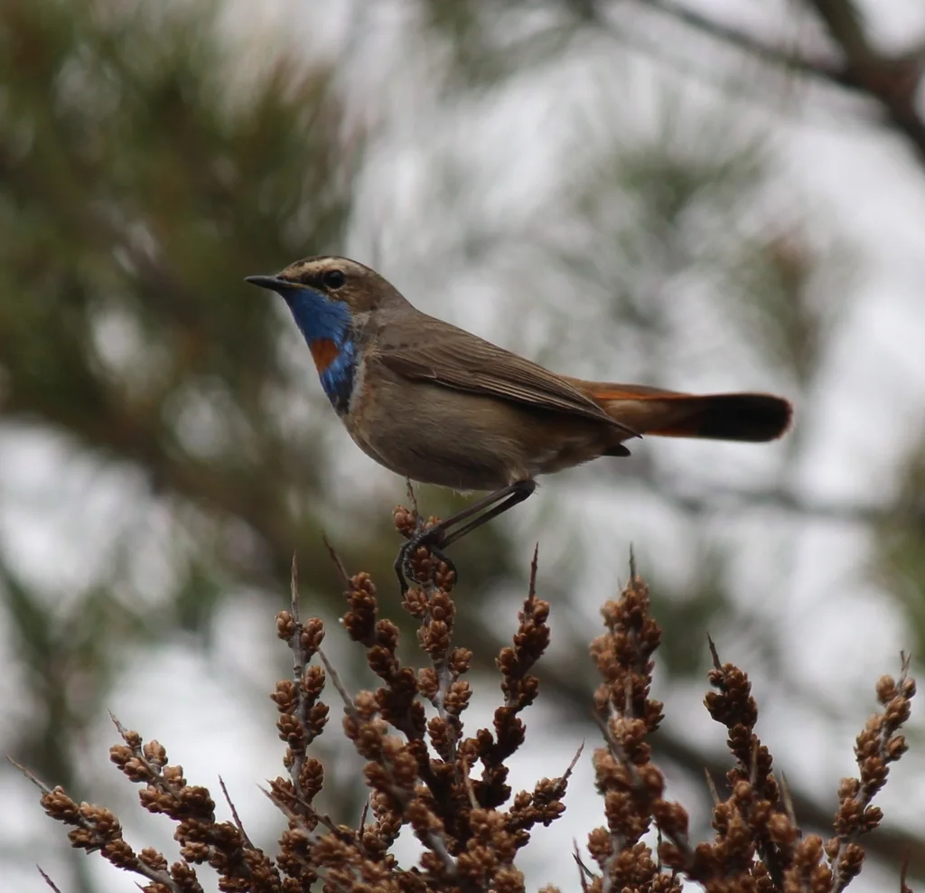 蓝喉歌鸲(Luscinia svecica)