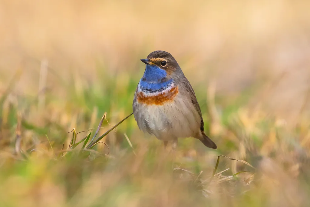 蓝喉歌鸲(Luscinia svecica)