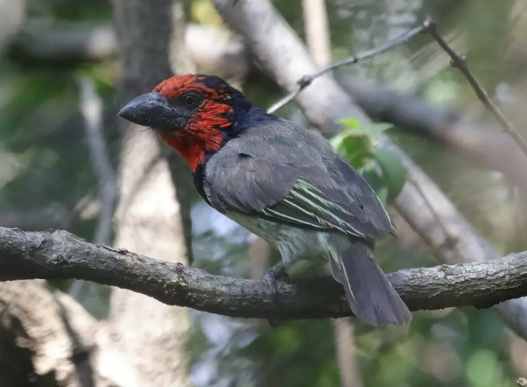 黑领拟啄木鸟(Lybius torquatus)