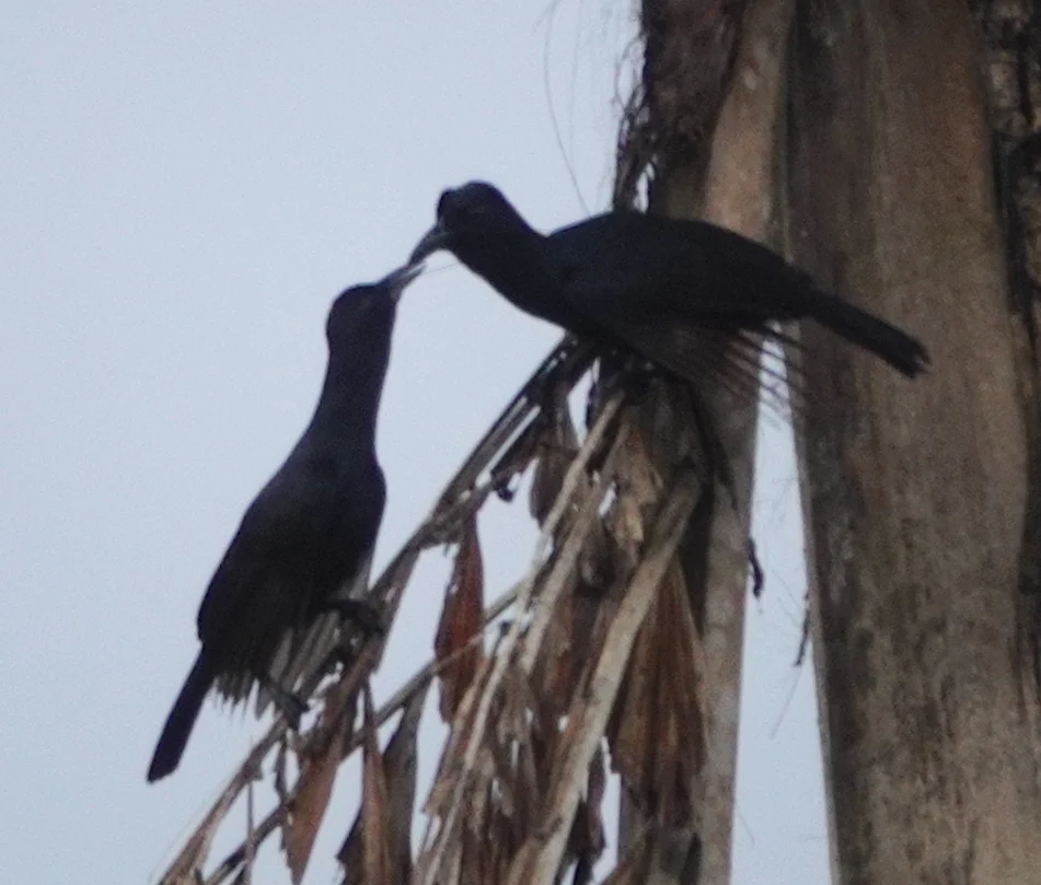 奥比岛极乐鸟(Lycocorax obiensis)