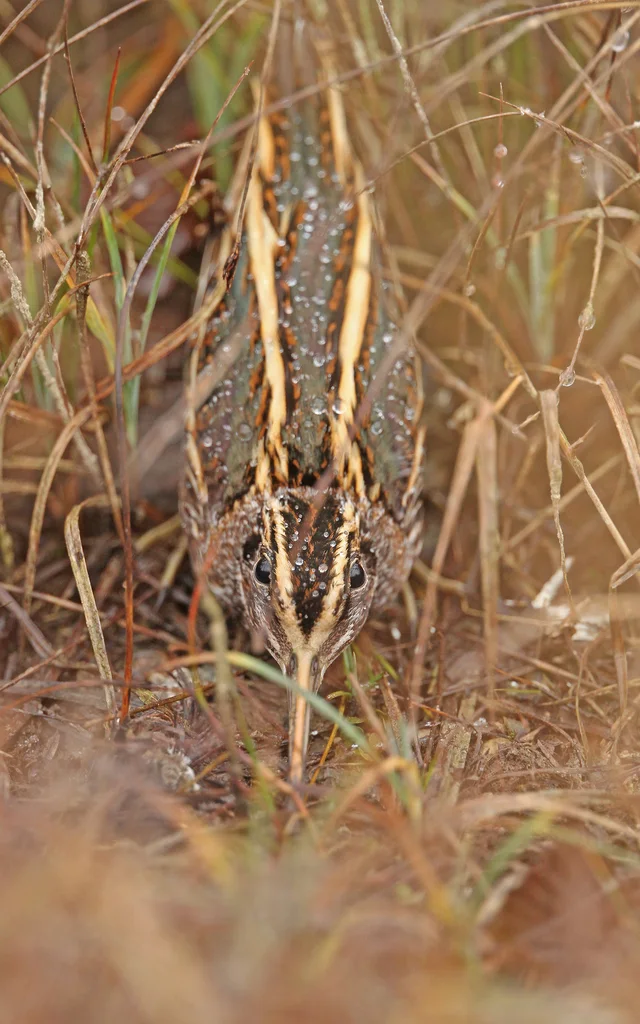 姬鹬（Lymnocryptes minimus）