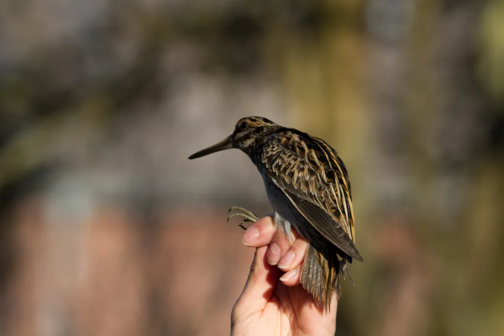 姬鹬（Lymnocryptes minimus）