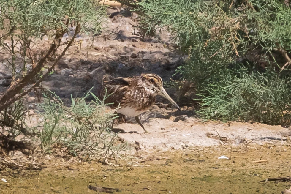 姬鹬（Lymnocryptes minimus）