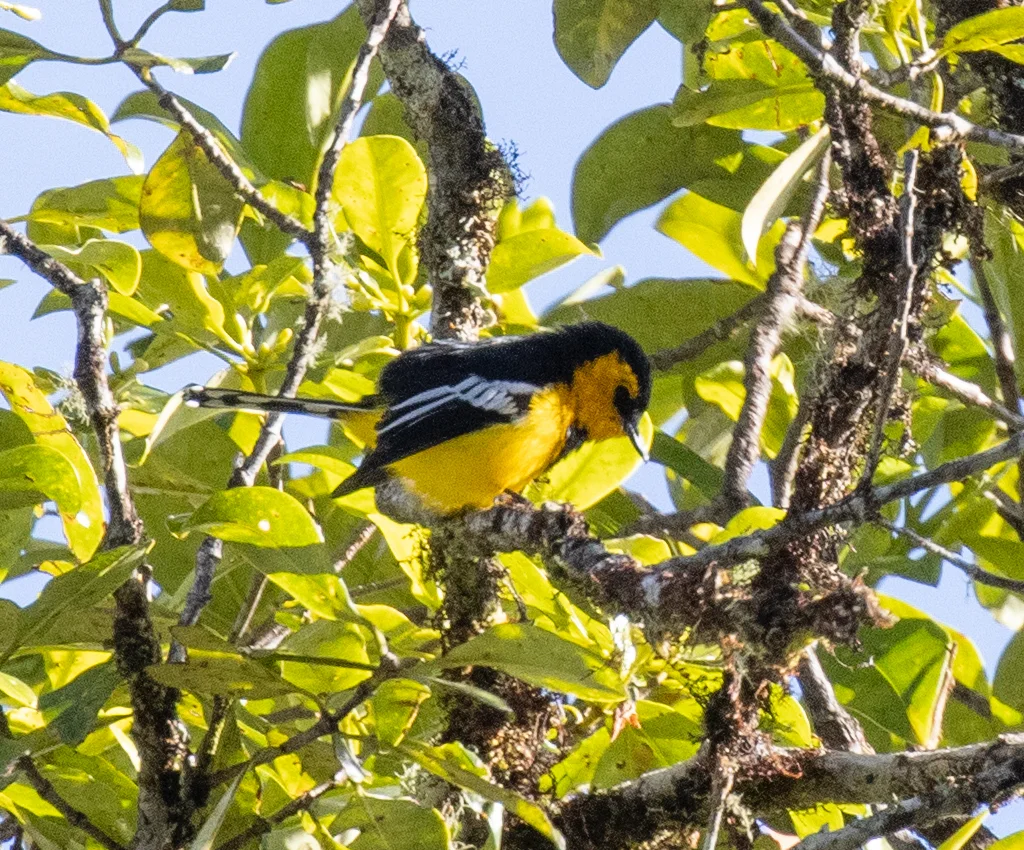 黑胸船嘴鹟(Machaerirhynchus nigripectus)