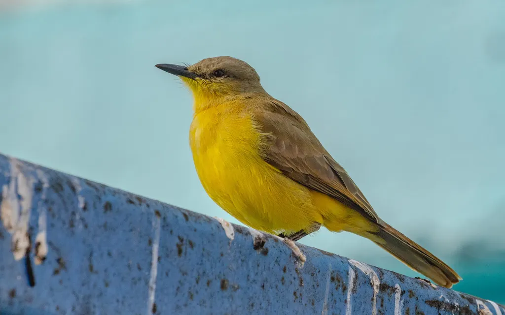 牛霸鹟(Machetornis rixosa)