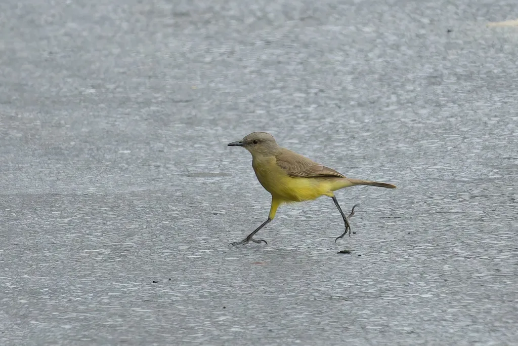 牛霸鹟(Machetornis rixosa)
