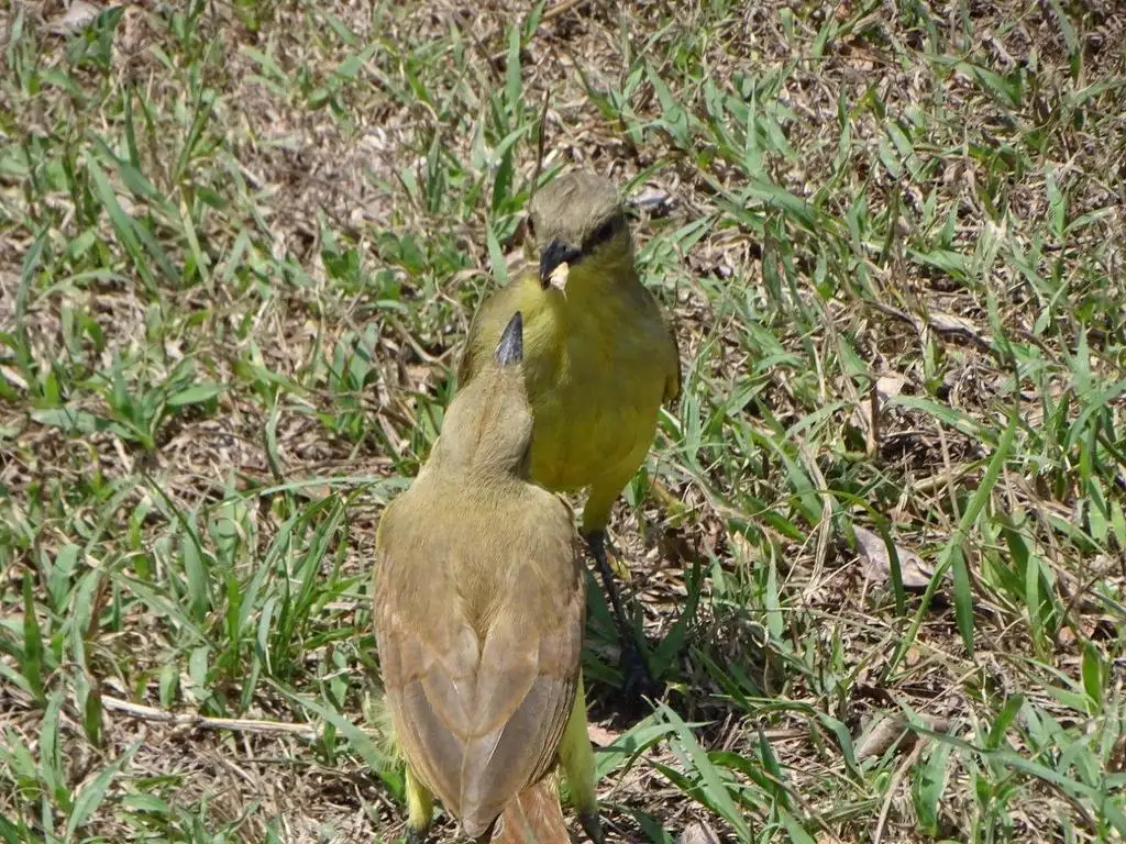 牛霸鹟(Machetornis rixosa)