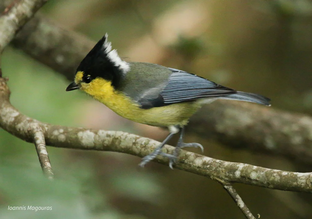 台湾黄山雀(Machlolophus holsti)