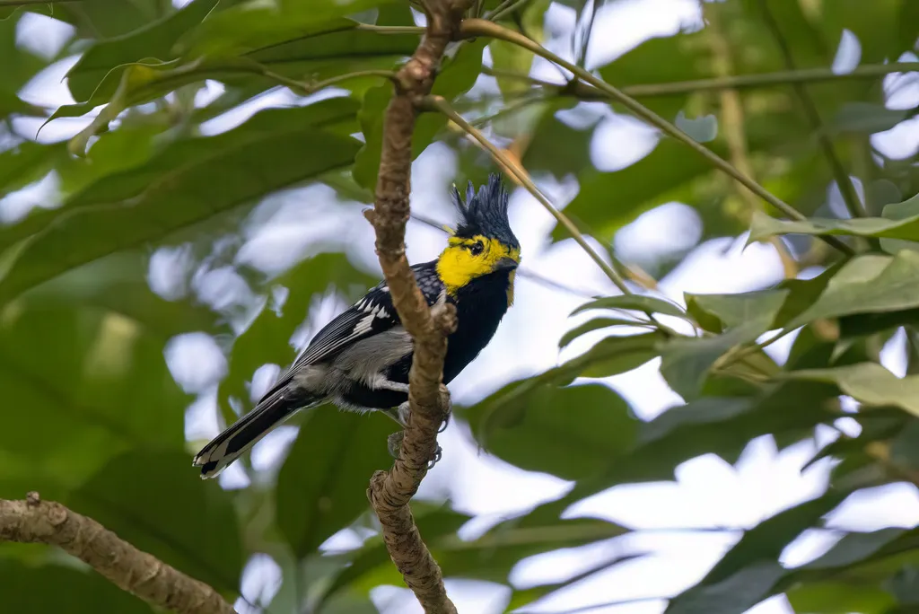 黄颊山雀(Machlolophus spilonotus)