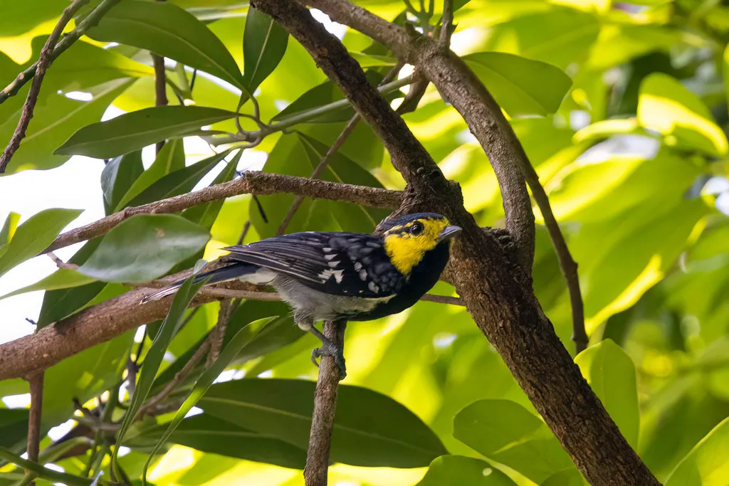 黄颊山雀(Machlolophus spilonotus)
