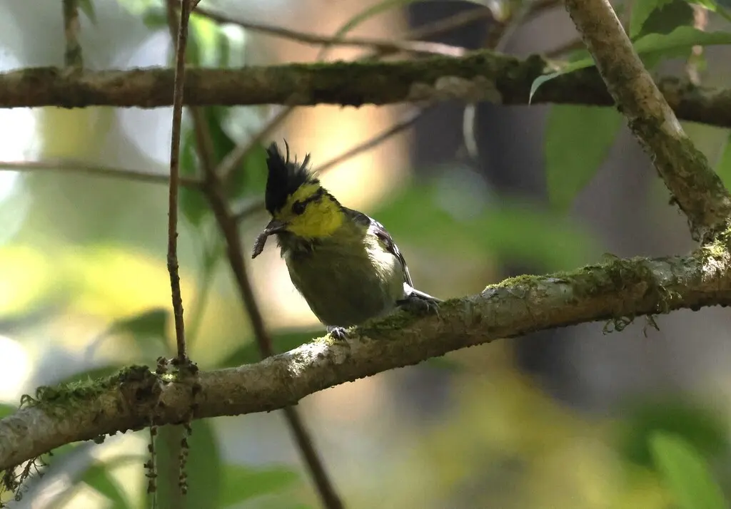 黄颊山雀(Machlolophus spilonotus)