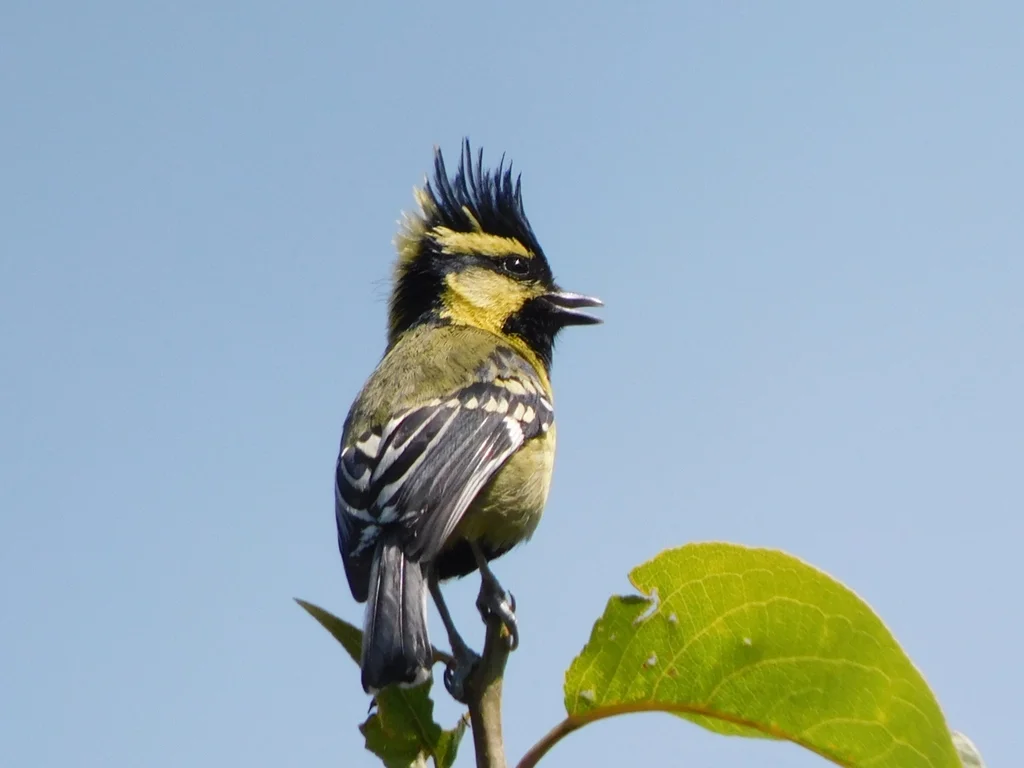 眼纹黄山雀(Machlolophus xanthogenys)