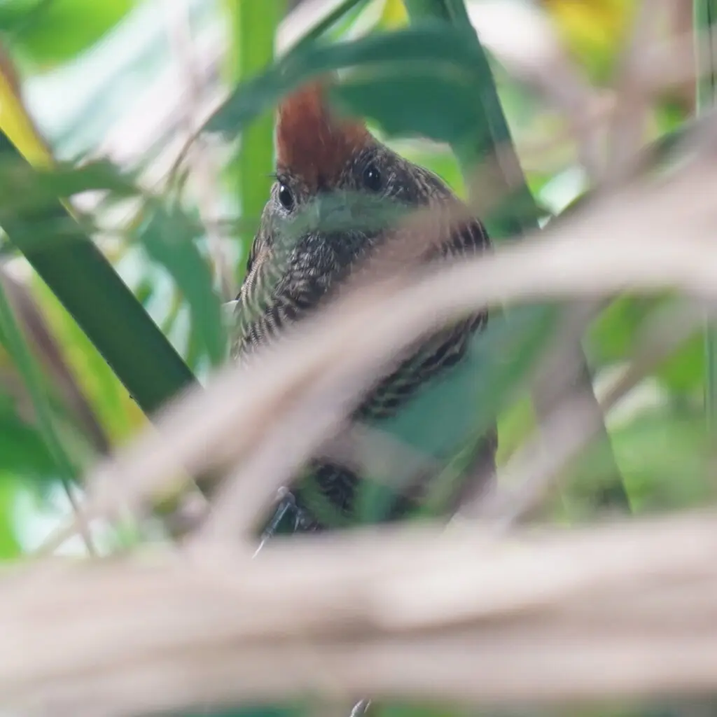 须蚁鵙(Mackenziaena severa)