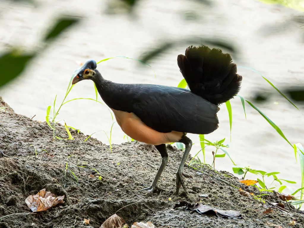 塚雉(Macrocephalon maleo)