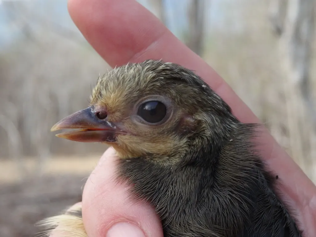 塚雉(Macrocephalon maleo)