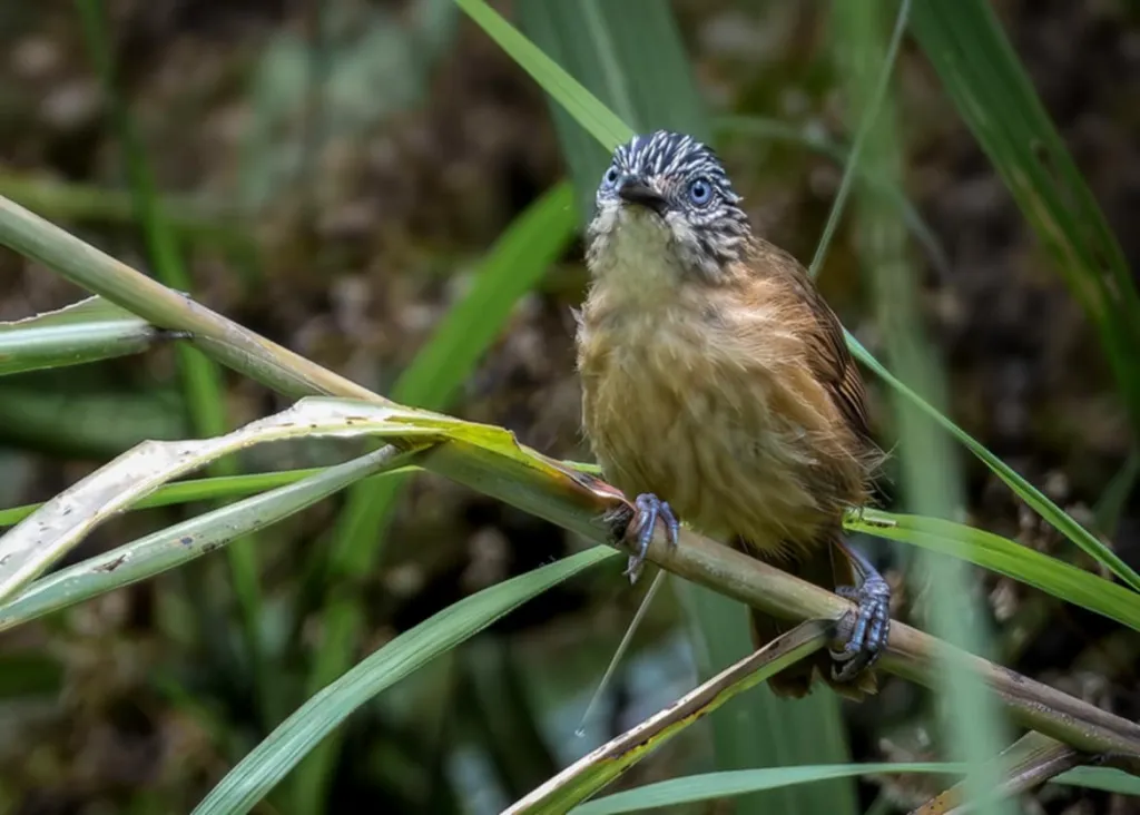 褐纹胸鹛(Macronus striaticeps)