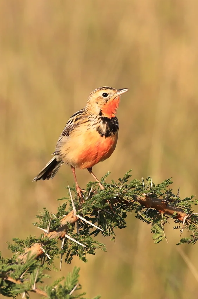 红胸长爪鹡鸰(Macronyx ameliae)