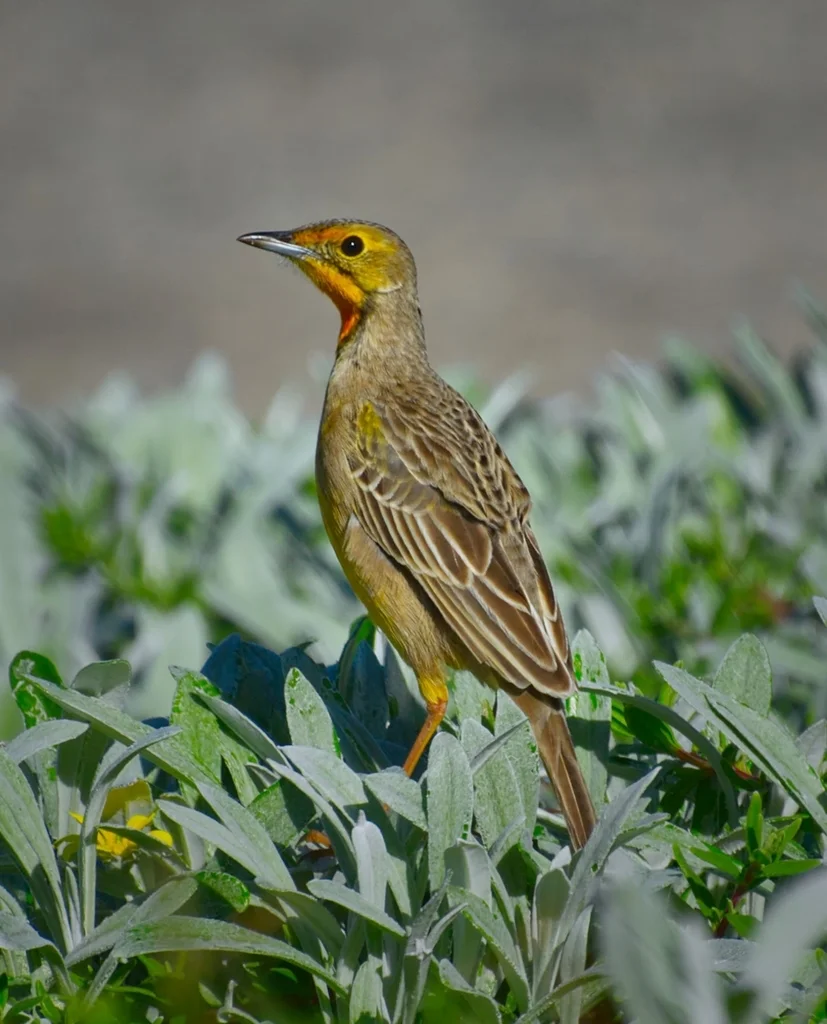 橙喉长爪鹡鸰(Macronyx capensis)