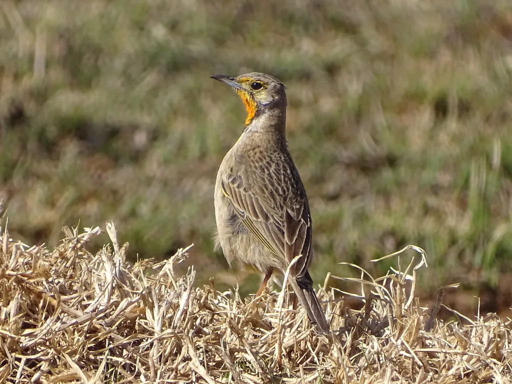 橙喉长爪鹡鸰(Macronyx capensis)