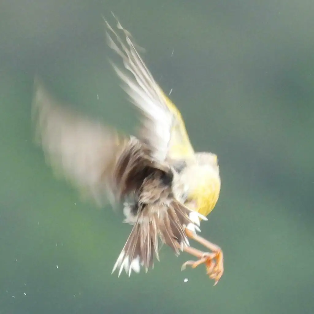 橙喉长爪鹡鸰(Macronyx capensis)