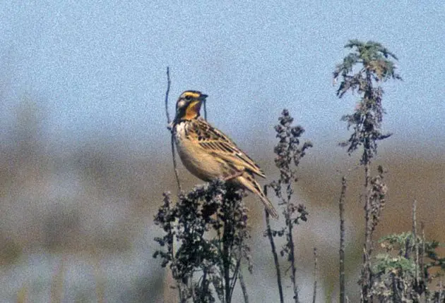 黄颈长爪鹡鸰(Macronyx flavicollis)