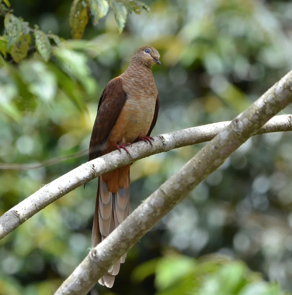 红胸鹃鸠(Macropygia amboinensis)