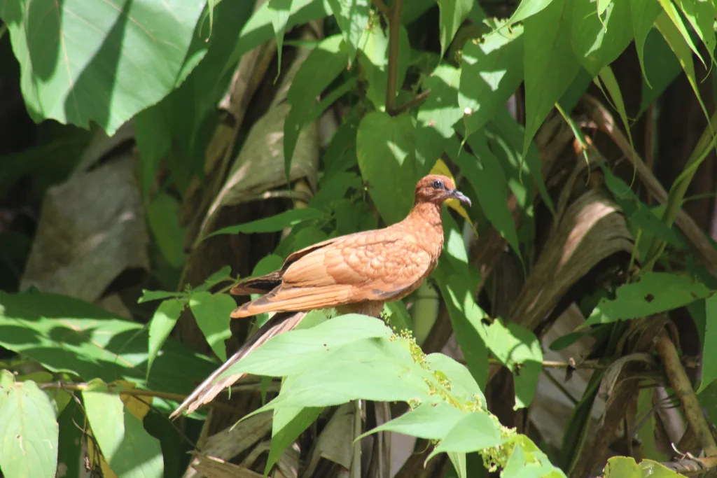 恩加诺鹃鸠(Macropygia cinnamomea)