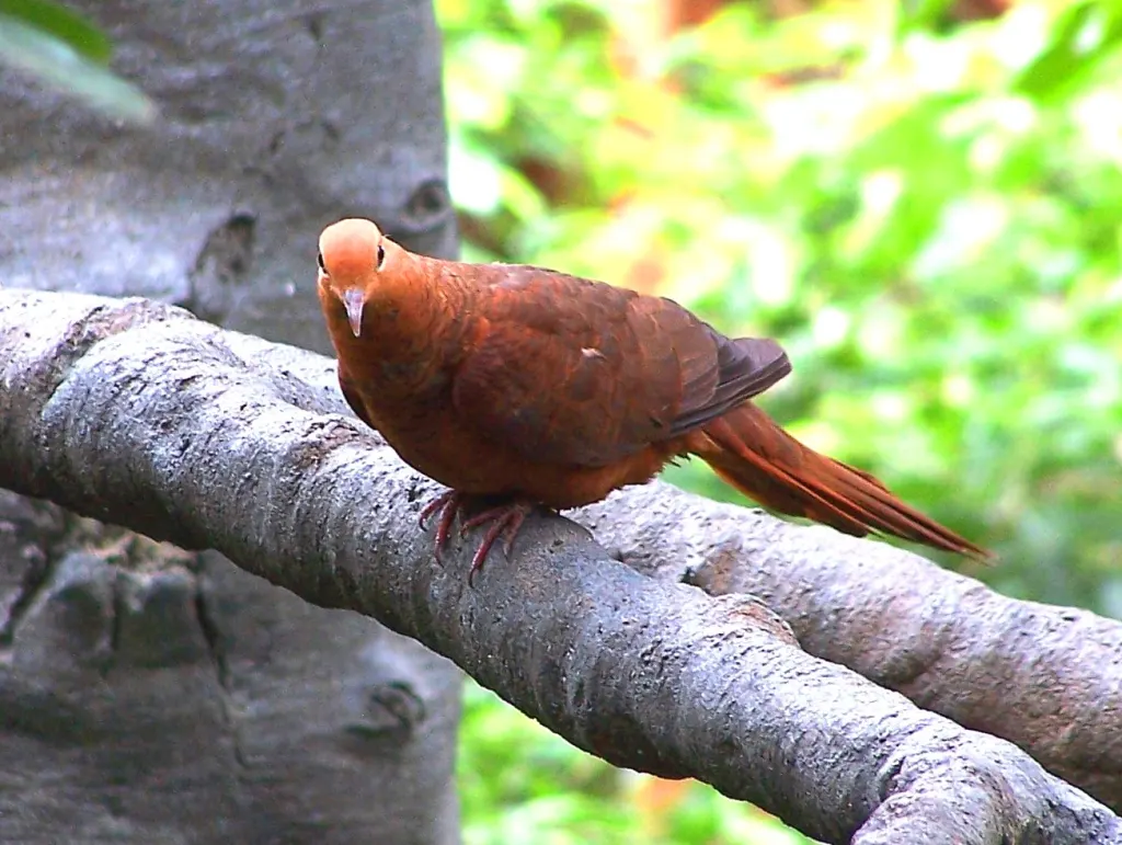 印尼鹃鸠(Macropygia emiliana)