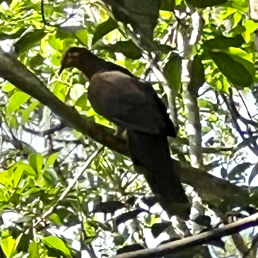 褐鹃鸠(Macropygia phasianella)