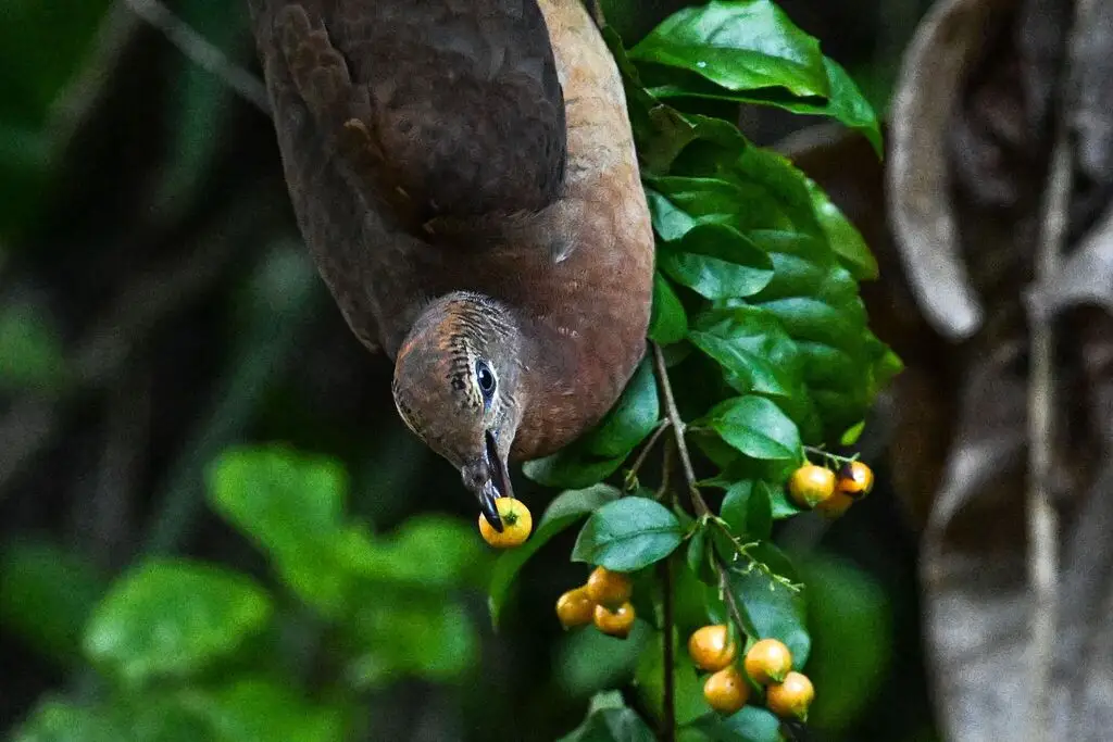 褐鹃鸠(Macropygia phasianella)