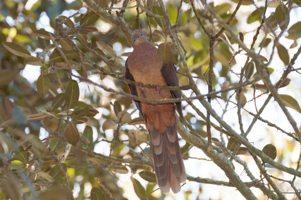 褐鹃鸠(Macropygia phasianella)