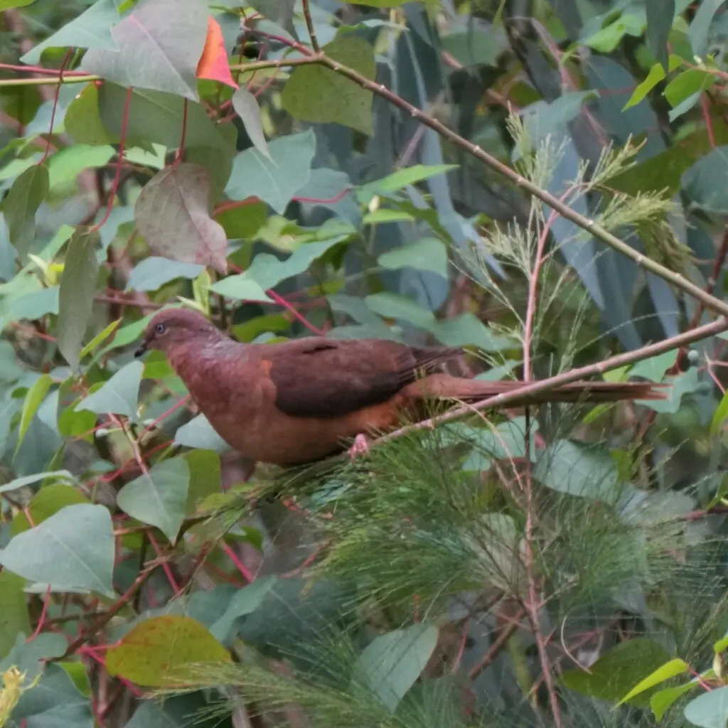 褐鹃鸠(Macropygia phasianella)
