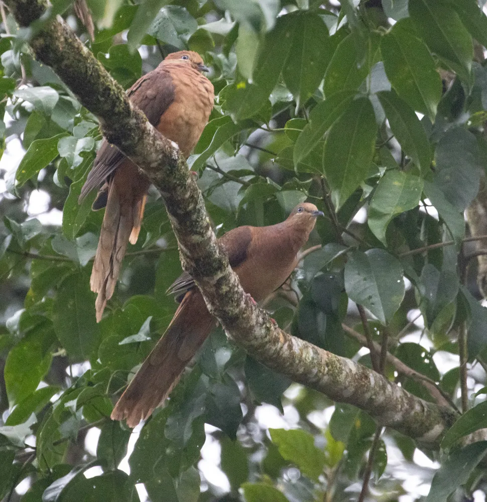 褐鹃鸠(Macropygia phasianella)