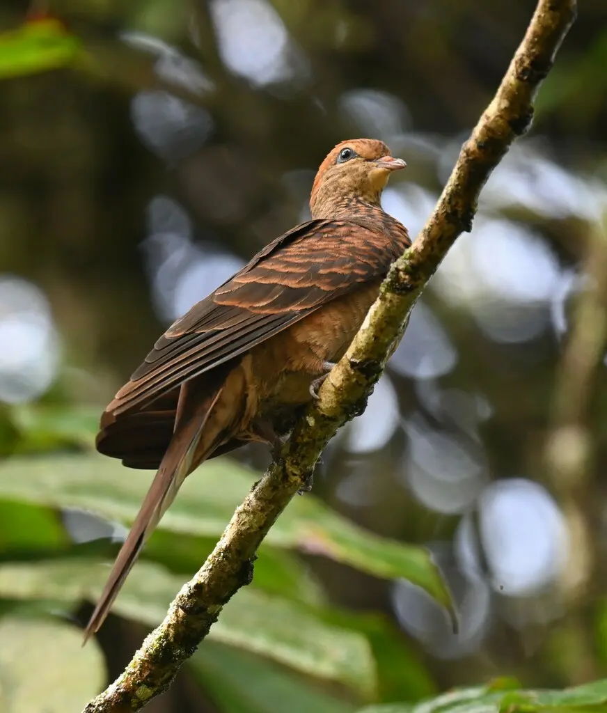 小鹃鸠(Macropygia ruficeps)