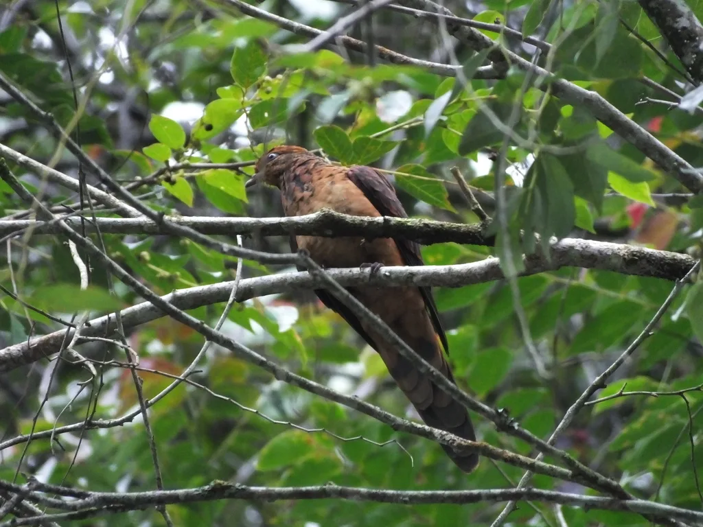 小鹃鸠(Macropygia ruficeps)
