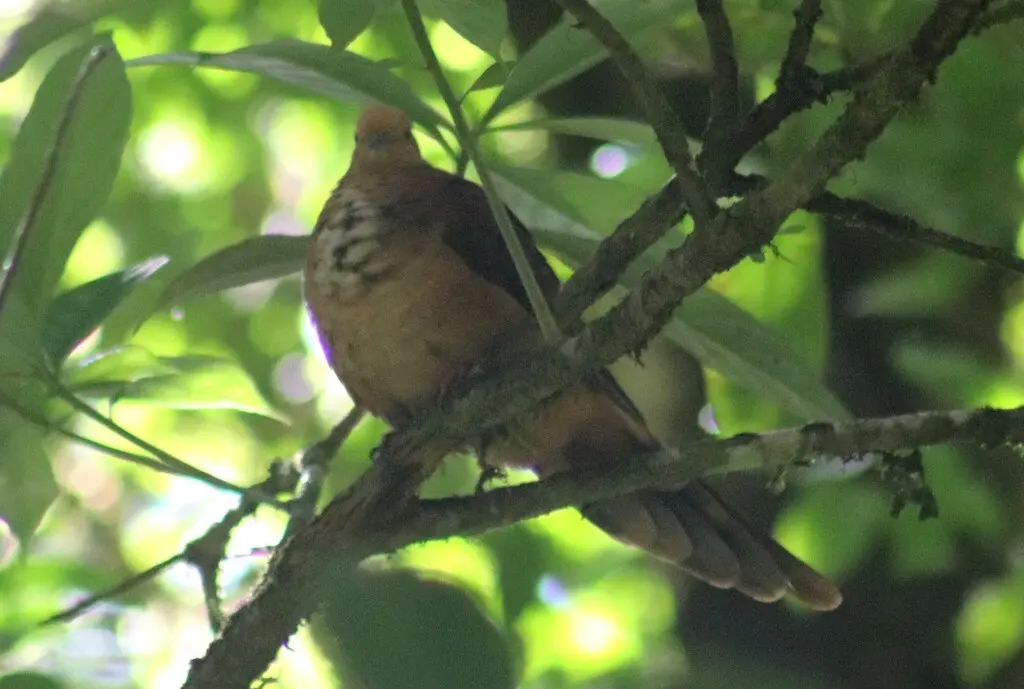 小鹃鸠(Macropygia ruficeps)