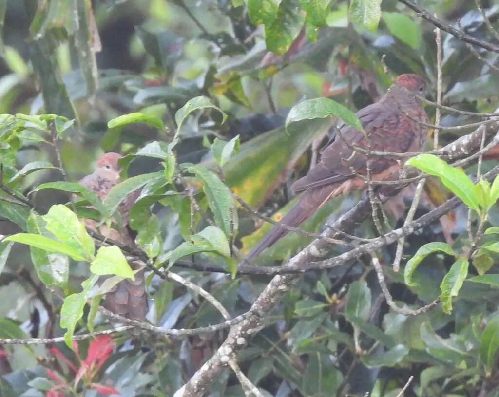 小鹃鸠(Macropygia ruficeps)