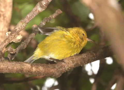 小绿雀