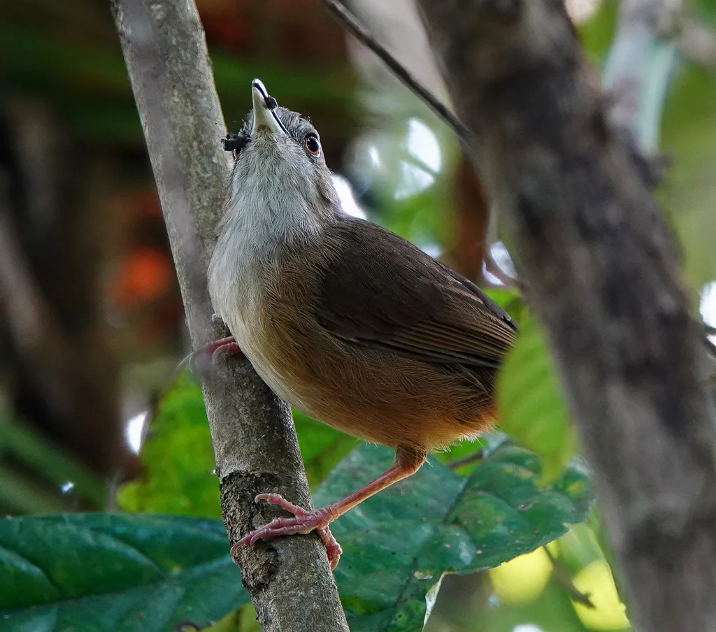 阿氏雅鹛(Malacocincla abbotti)