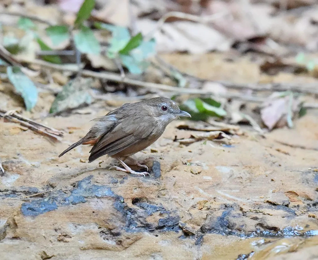阿氏雅鹛(Malacocincla abbotti)