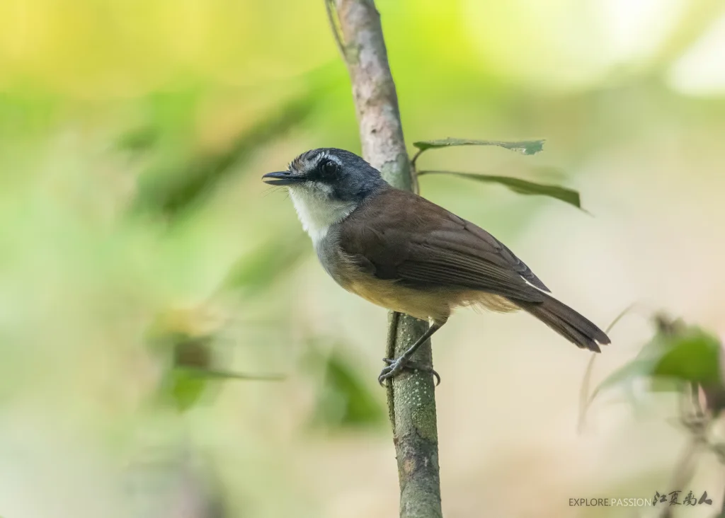 灰头树鹛(Malacopteron albogulare)