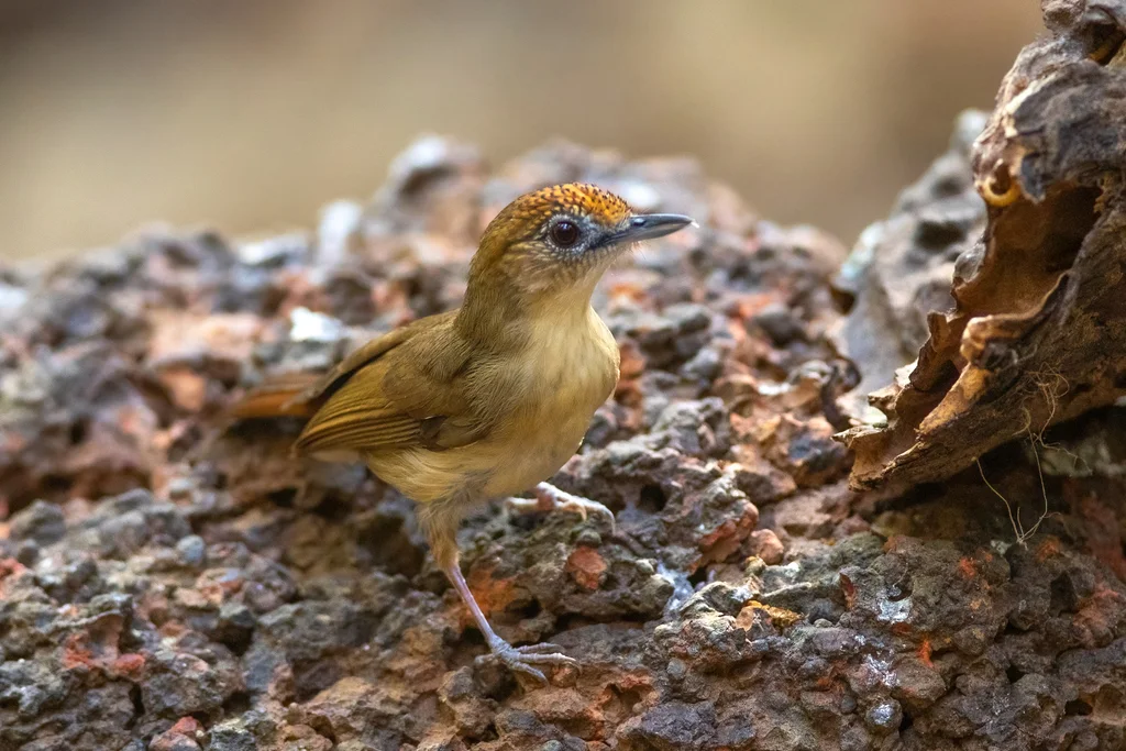 小红头树鹛(Malacopteron cinereum)