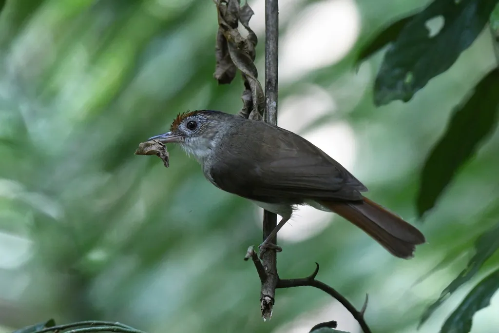 小红头树鹛(Malacopteron cinereum)